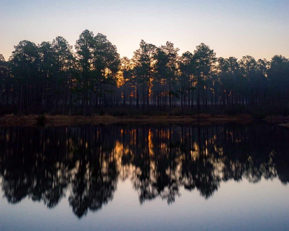 Homochitto National Forest is a great day trip from Vicksburg, MS