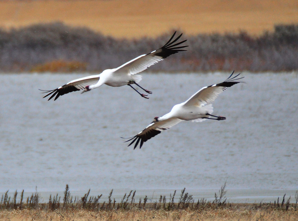 Tensas River National Wildlife Refuge for birdwatching near our bed and breakfast