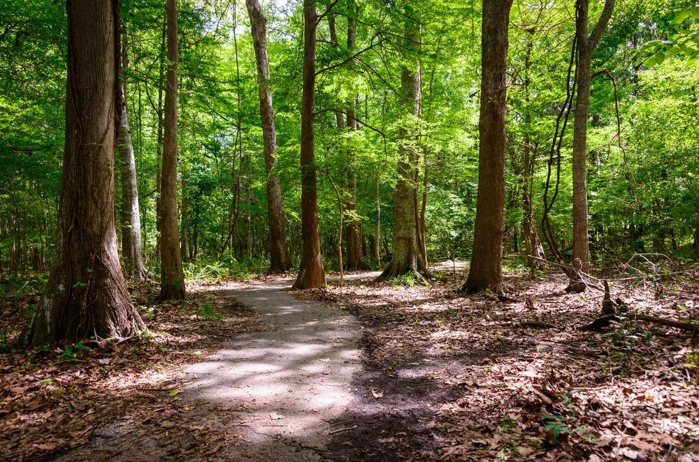 Hike the Petrified Forest in Mississippi 1 Petrified Forest in Mississippi
