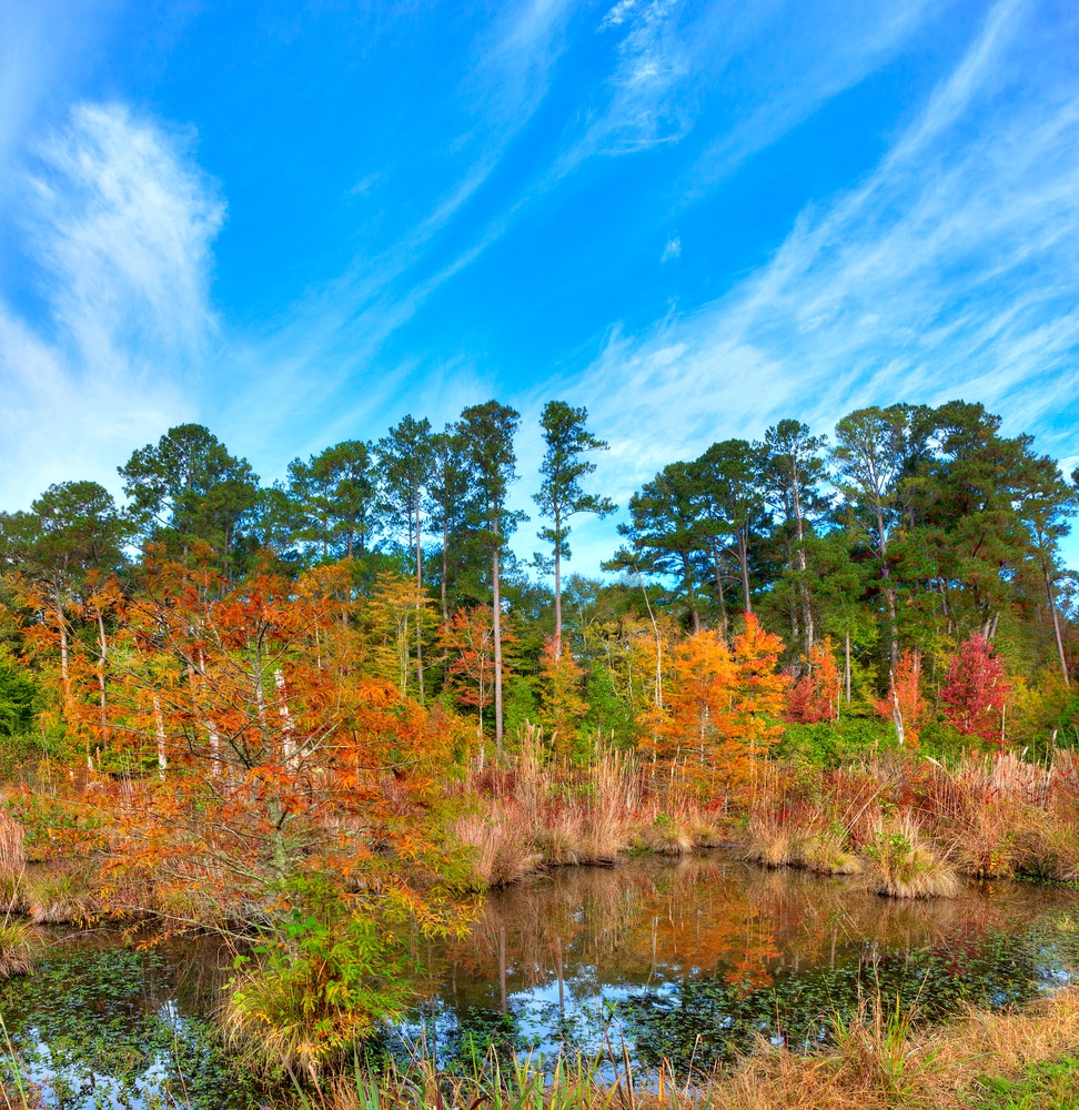 The Best Place for Mississippi Getaways This Fall 1 Fall foliage, Mississippi Swamp along the Natchez Trace. Visit during your Mississippi getaways this fall.