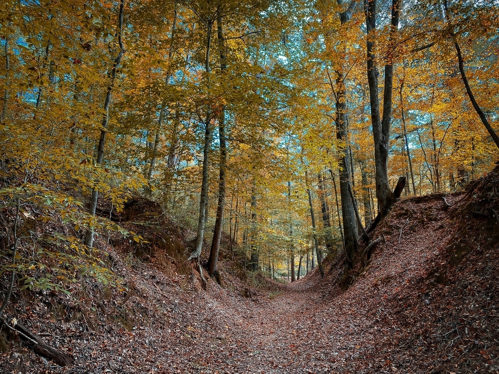 The Best Place for Mississippi Getaways This Fall 4 The Sunken Trace on the Natchez Trace Parkway with golden fall foliage near our B&B in Vicksburg.